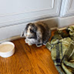 Meet your Posher, Addie